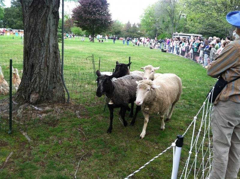Sheep at the North Andover Sheep Shearing Festival